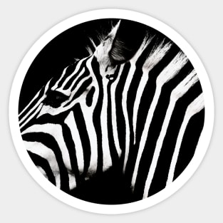 Zebra  - in a circle Sticker